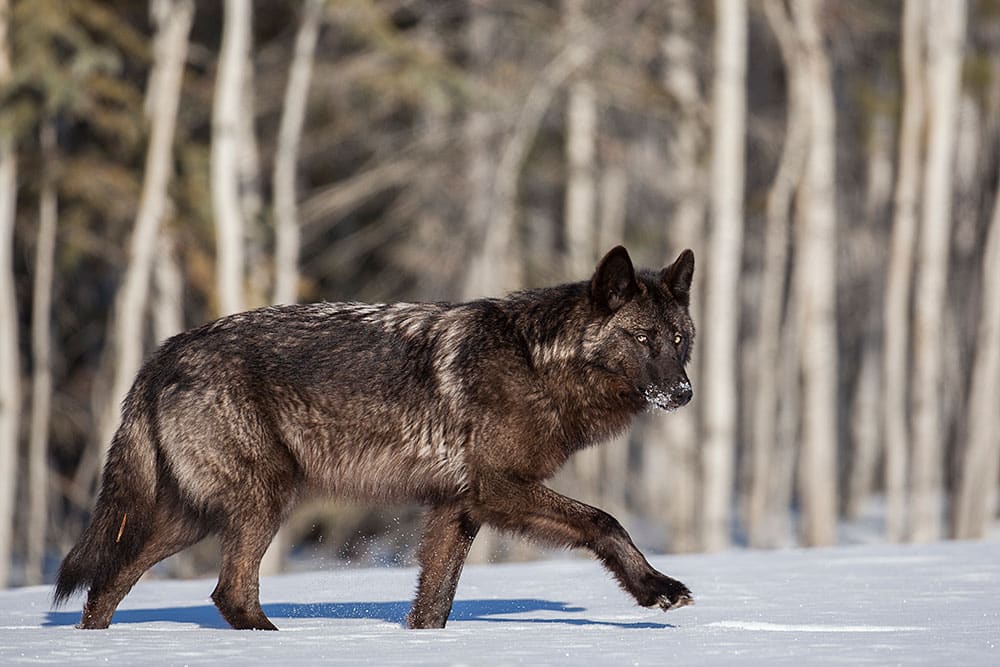 yukon-dark-sled-dog-snow-forest