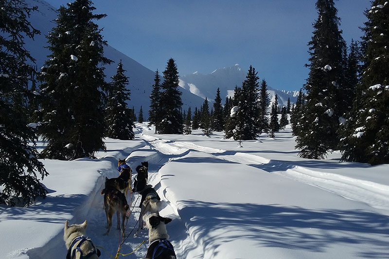 yukon-dog-sledding-forest-trail-winter