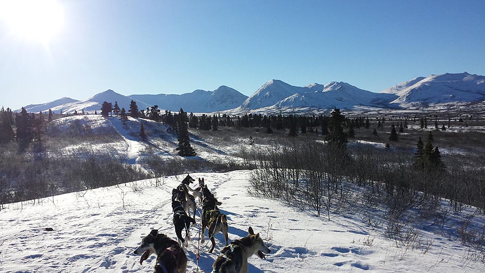 Introduction to dog sledding and first ride