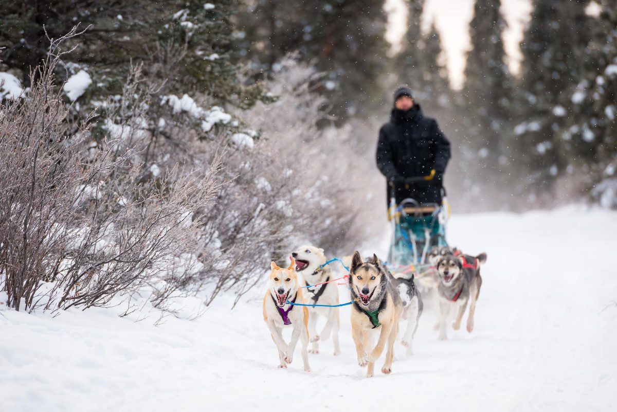 yukon-dog-sledding-team-on-snowy-trail