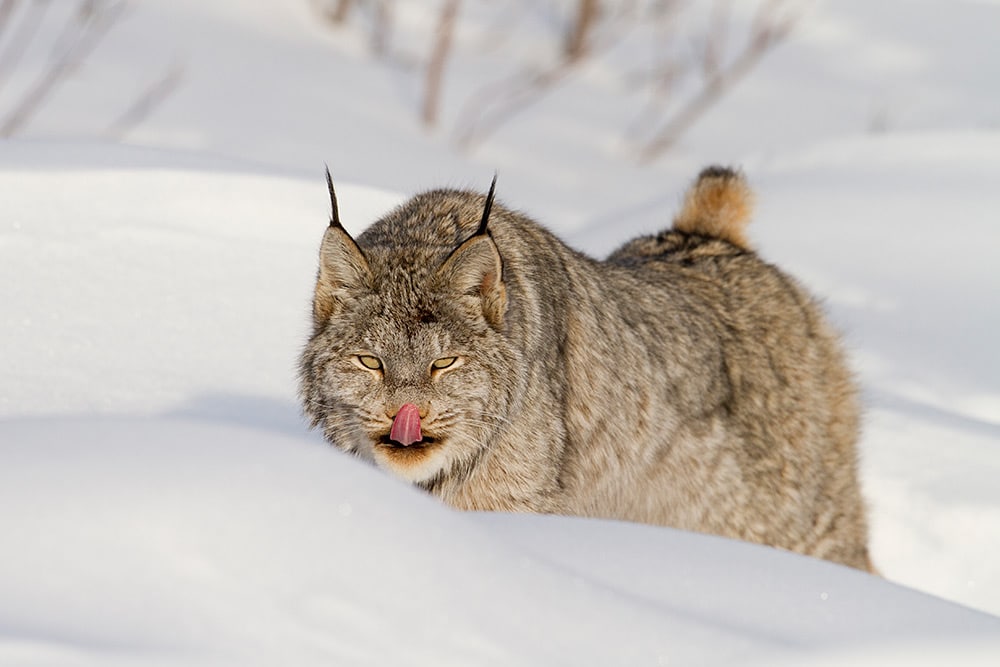 yukon-lynx-winter-wildlife