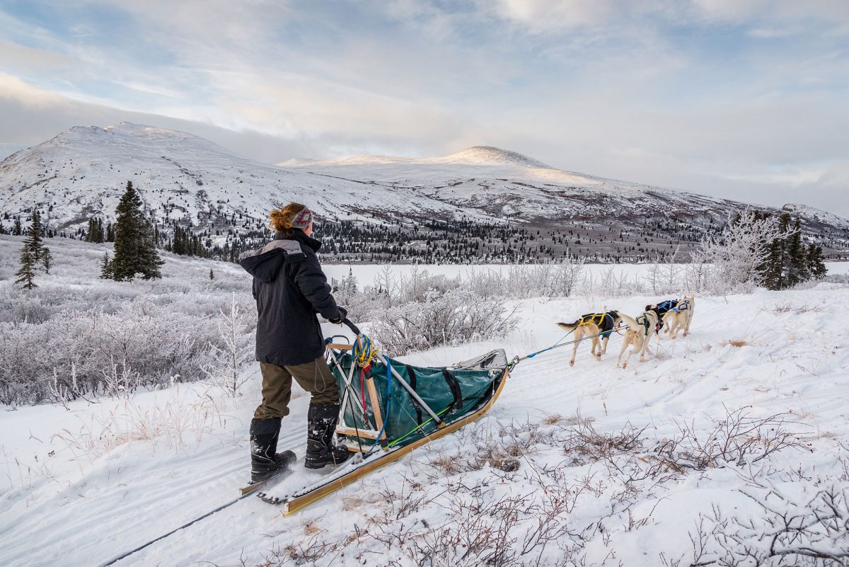 yukon-musher-dog-sledding-mountain-trail