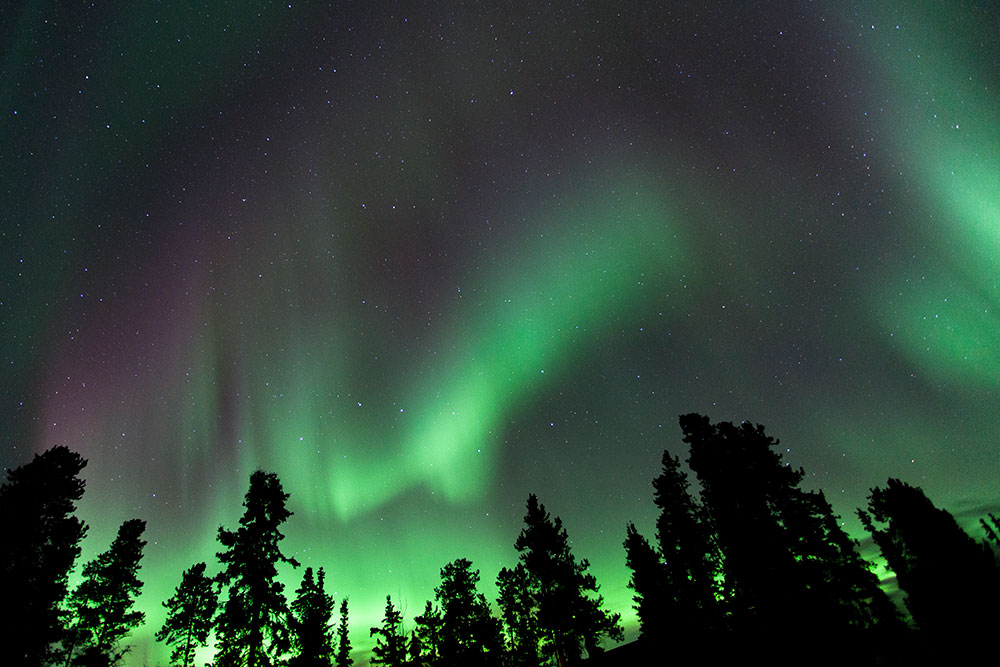 yukon-northern-lights-aurora-over-forest