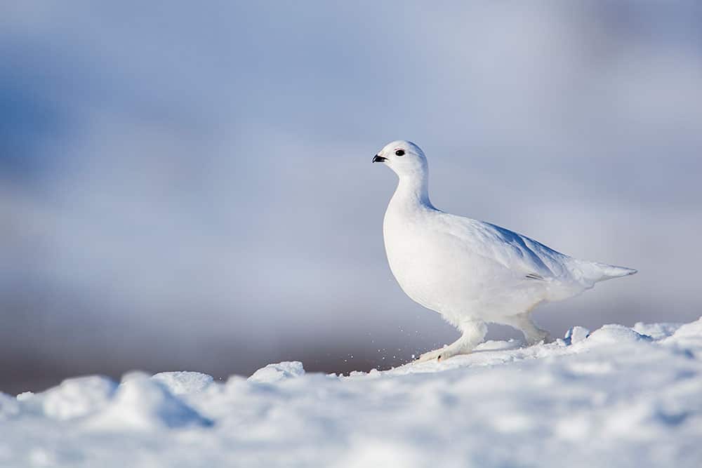 yukon-ptarmigan-winter-wildlife