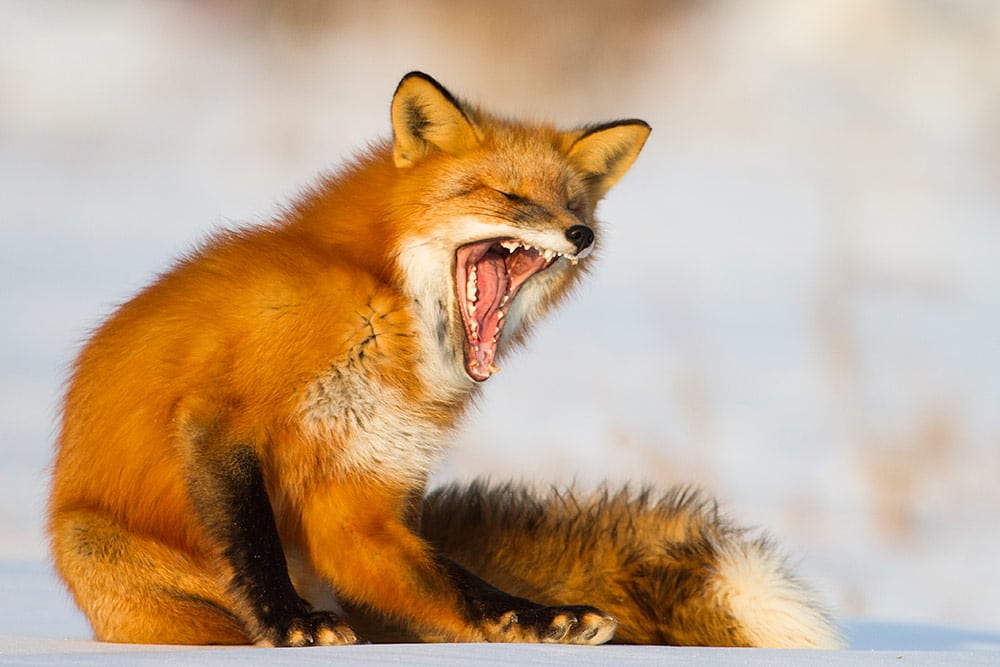 yukon-red-fox-winter-wildlife