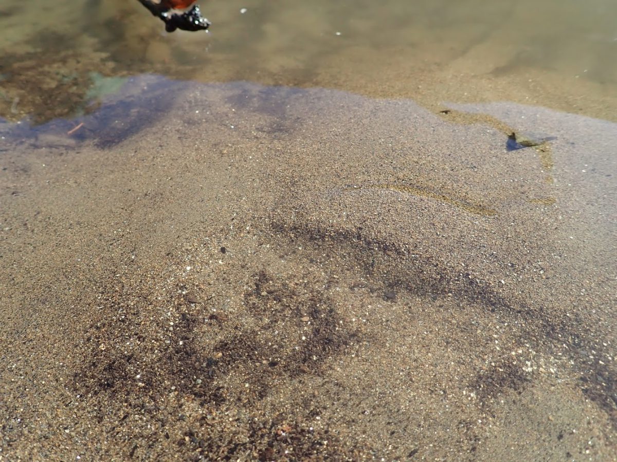 yukon-river-shallows-sandy-bottom