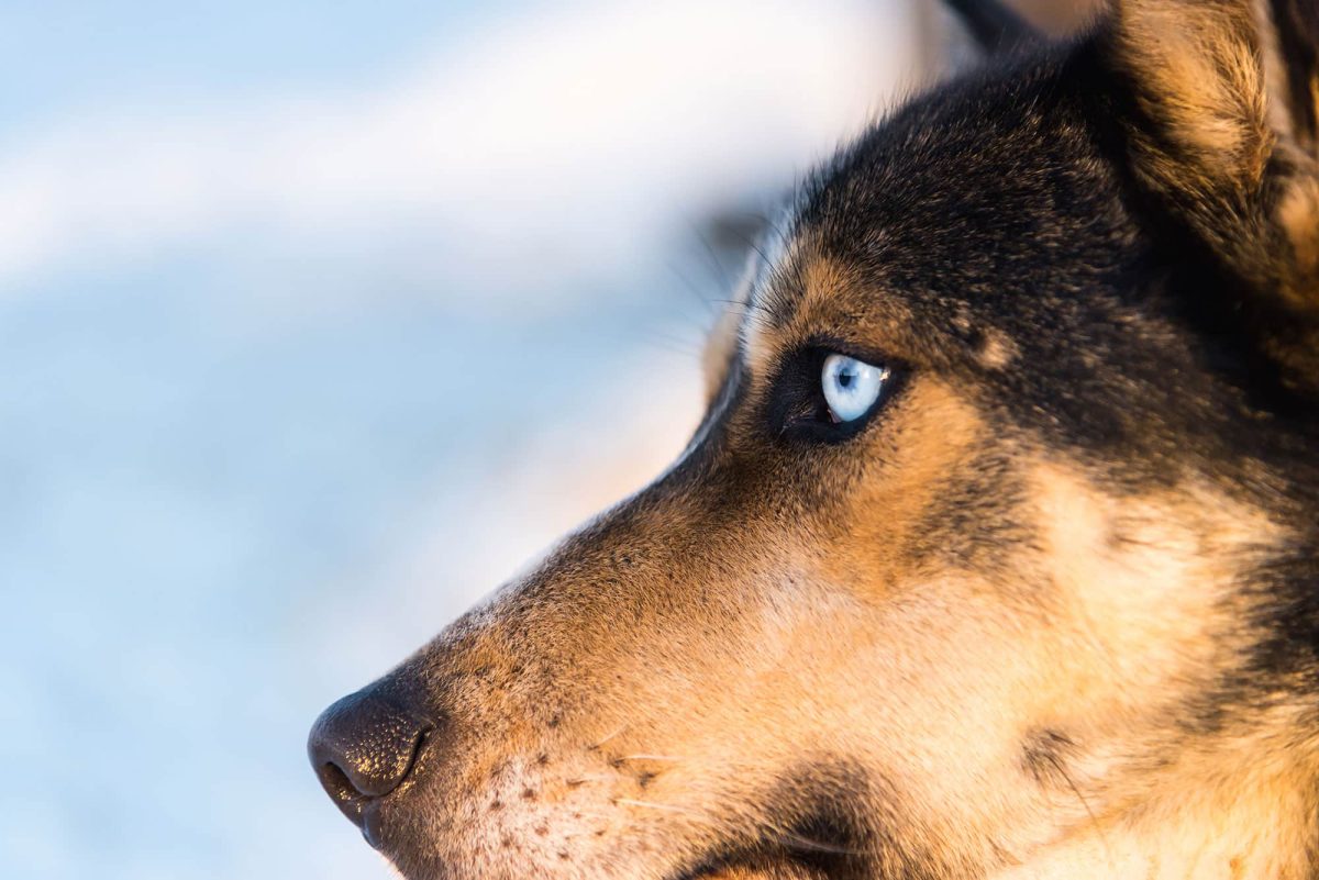 yukon-sled-dog-blue-eye-close-up