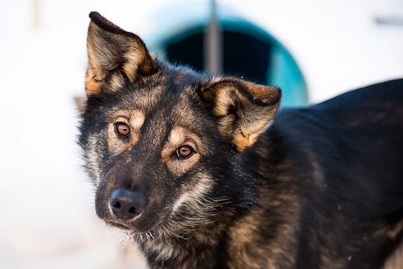 yukon-sled-dog-portrait-closeup