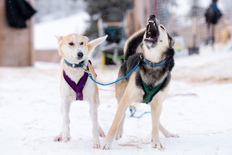 yukon-sled-dogs-kennel-portrait
