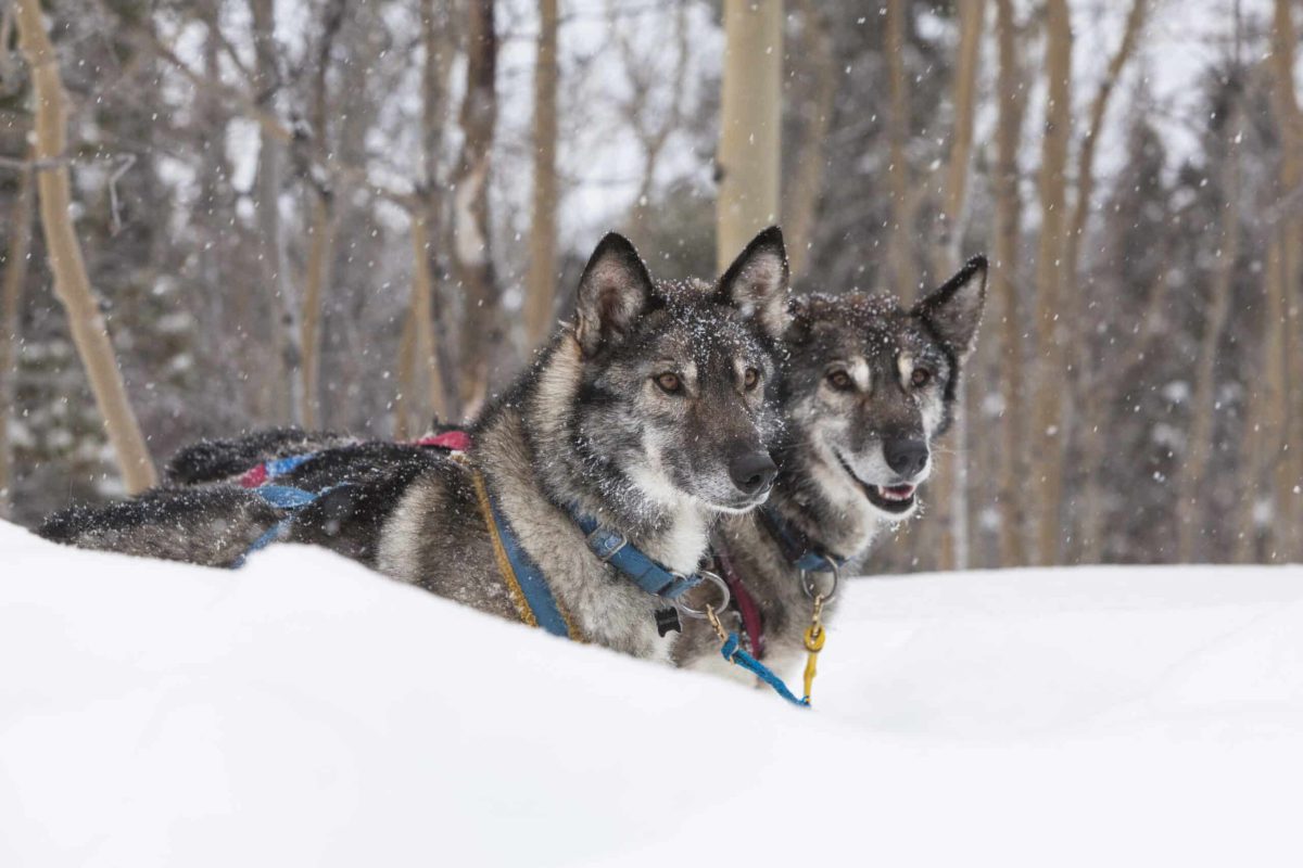yukon-sled-dogs-portrait-winter