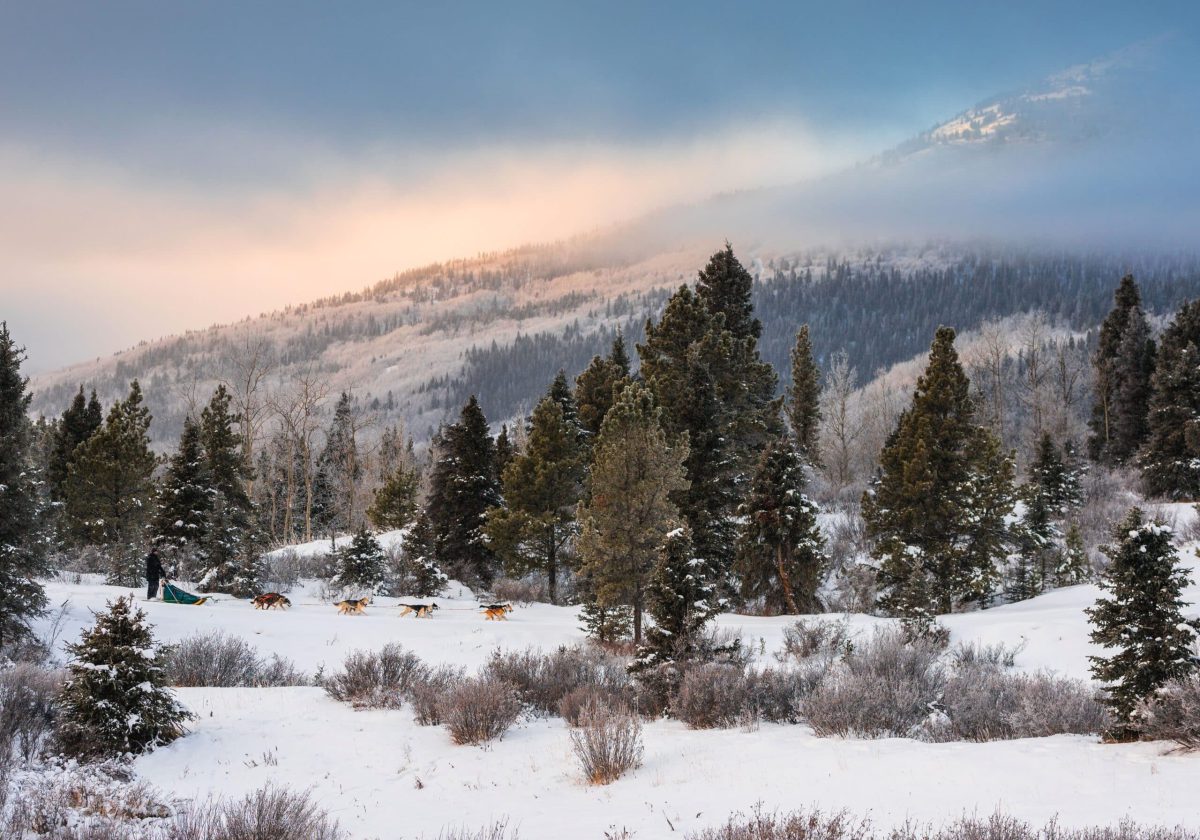 yukon-snowy-forest-mountain-close-landscape